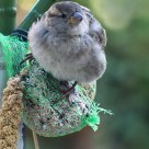 Sparrow